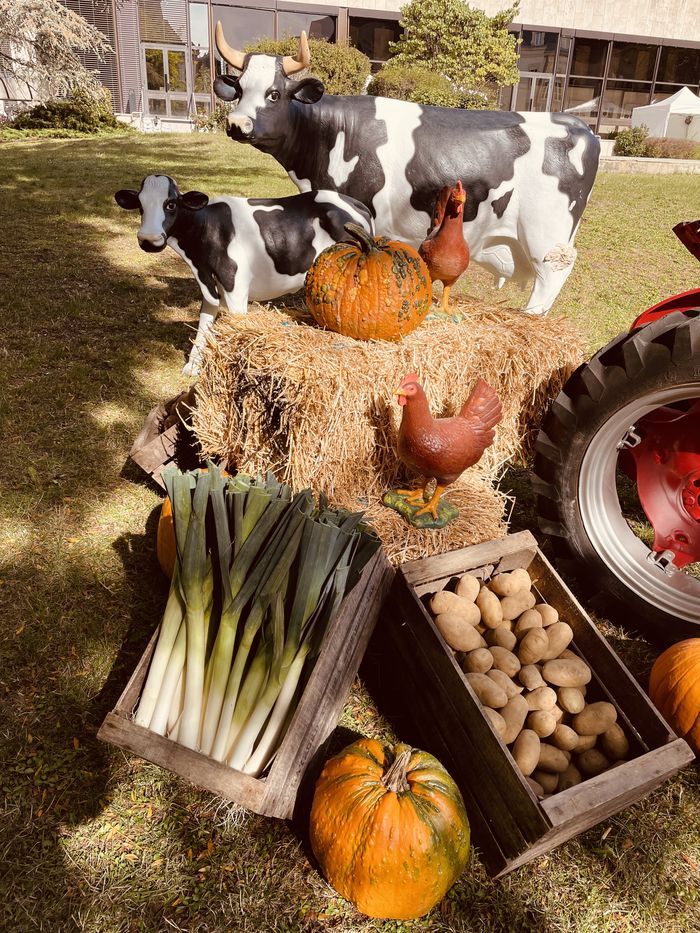 Décoration campagnes